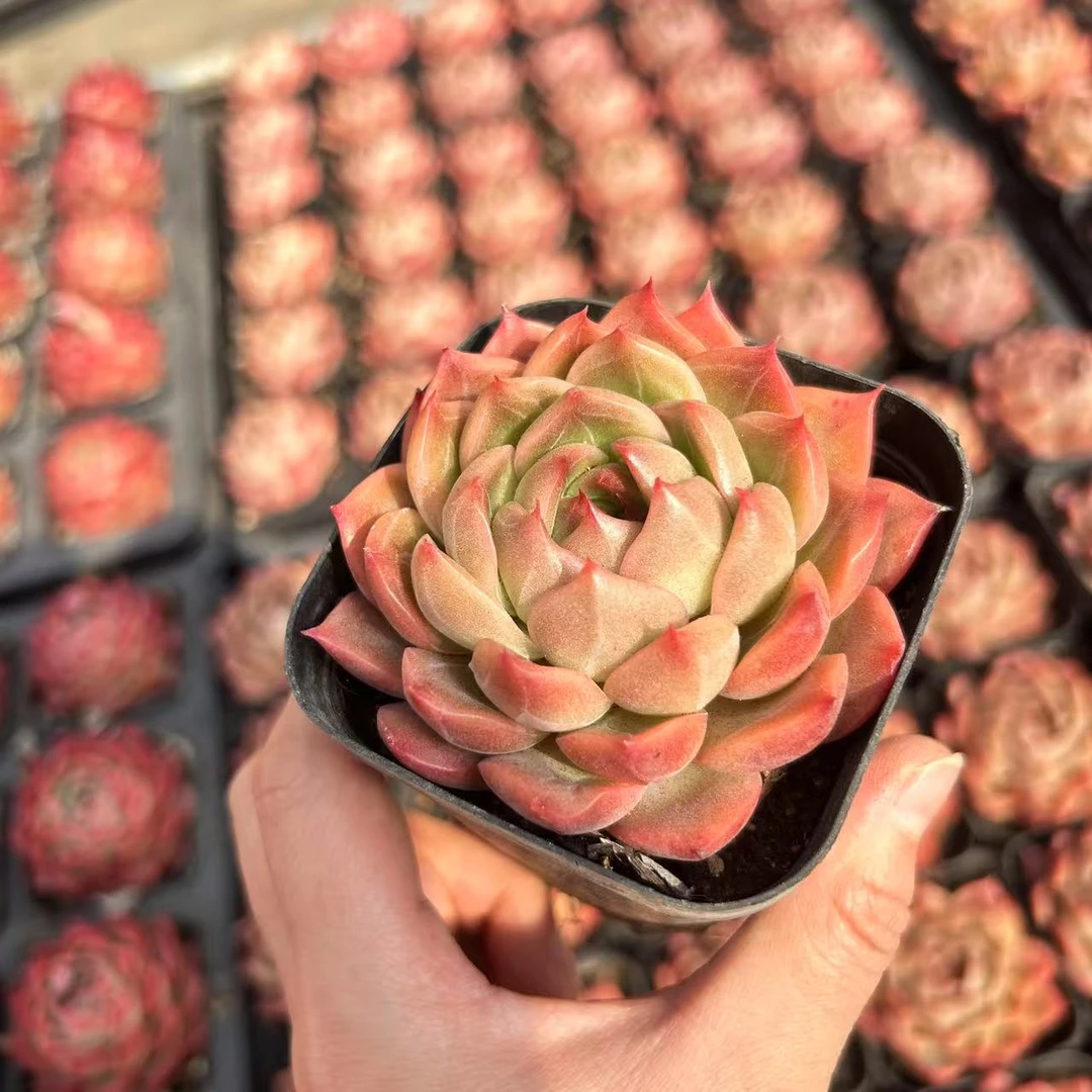 5#菠萝橙多肉植物前男友精品多肉SM0805