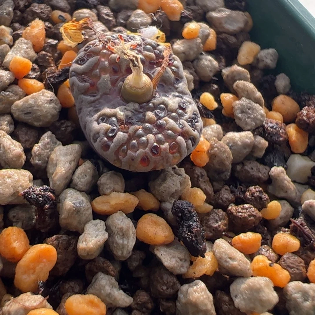 858 好看的肉锥冲冲冲