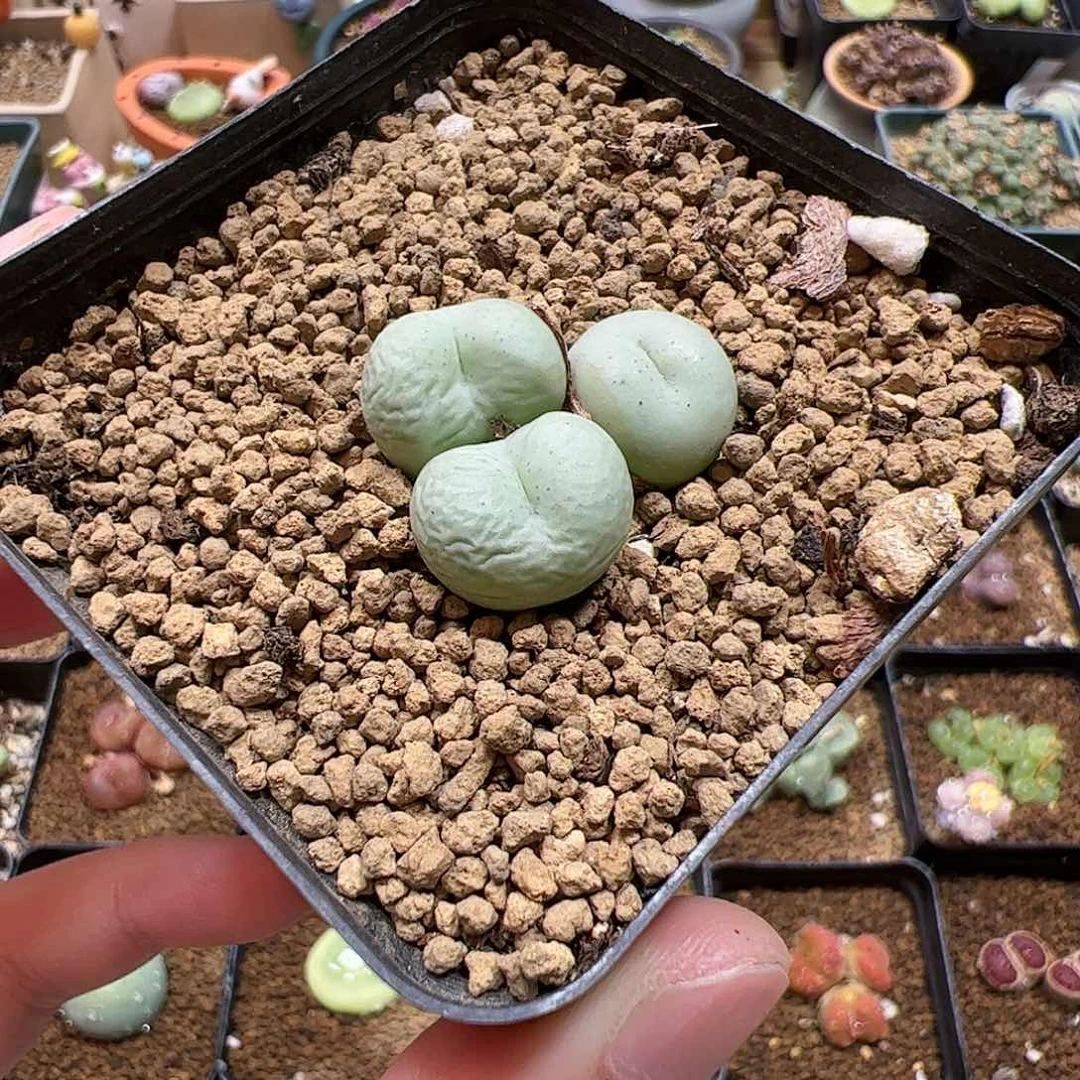 【闪购商品】107 开播福利