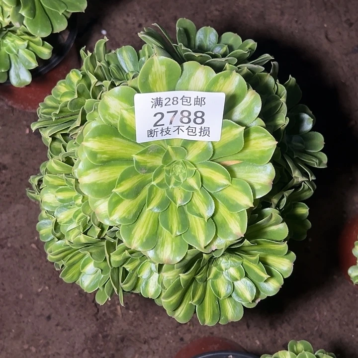 2788翡翠琉璃多肉植物