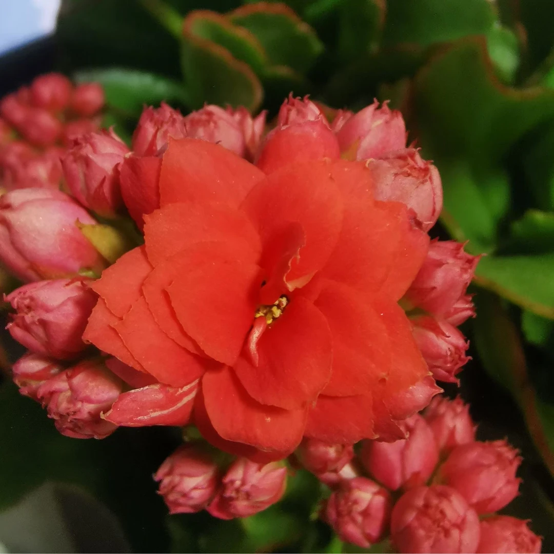 微姬140#盆一盆三棵原盆原土带花苞