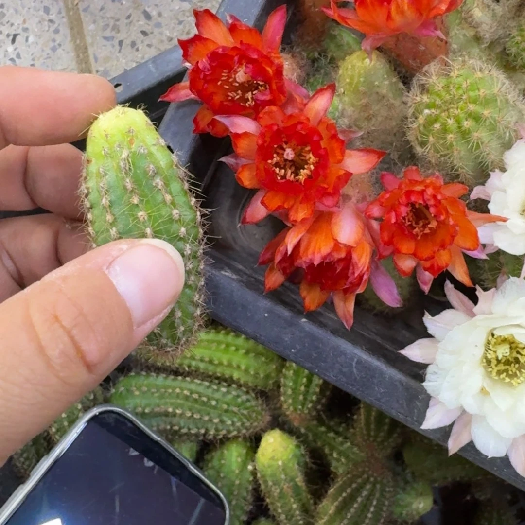 315白檀林根焰火3个无根侧牙小，20包邮