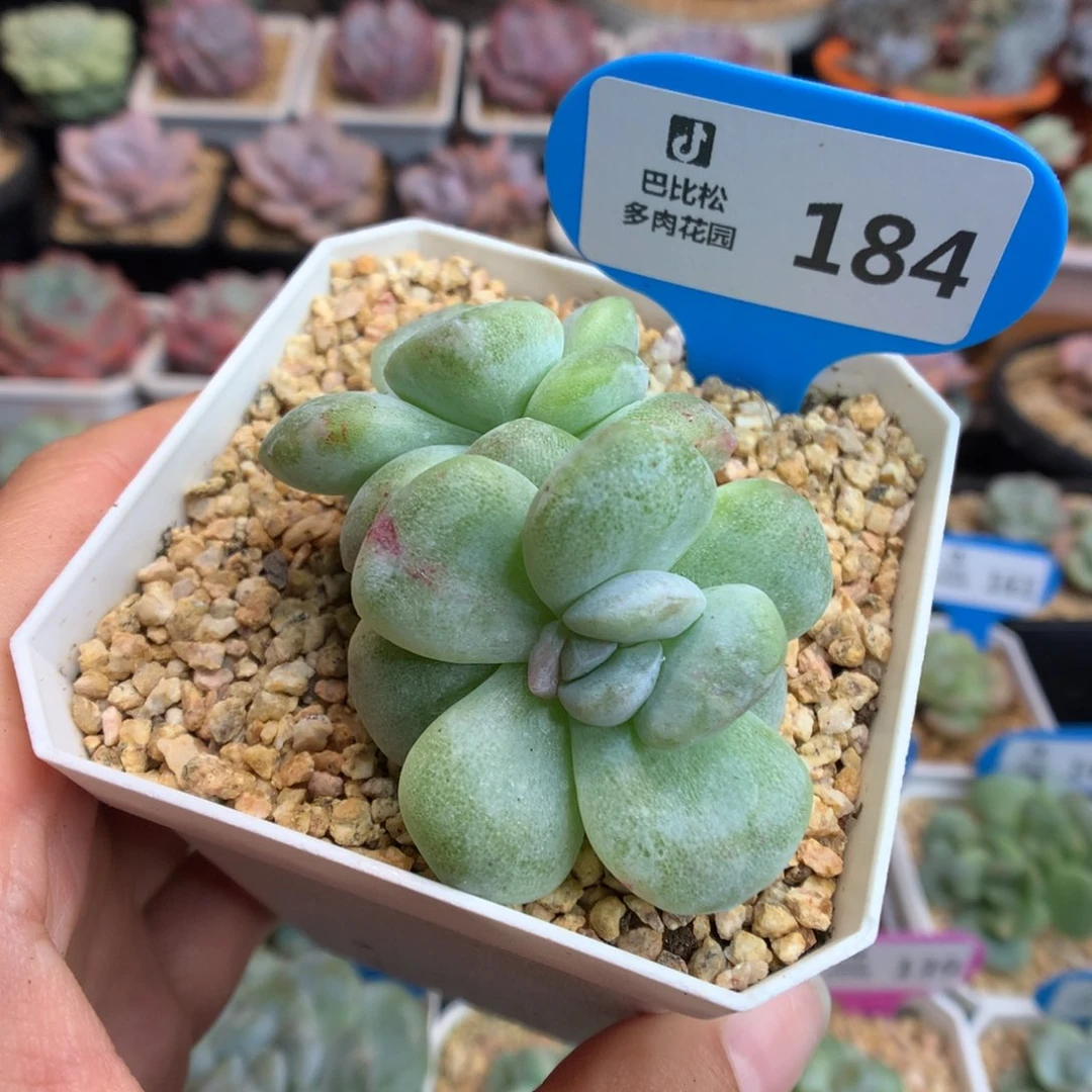 184双头灭心冰玉石化多肉植物