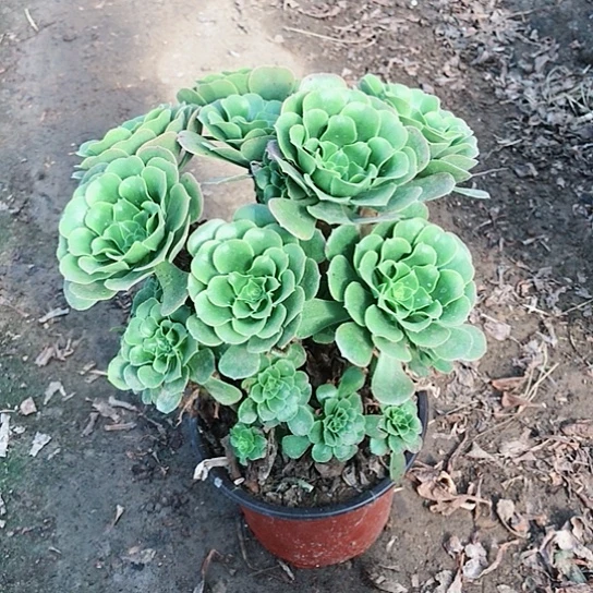 老***姐绿玫瑰法师多肉植物5