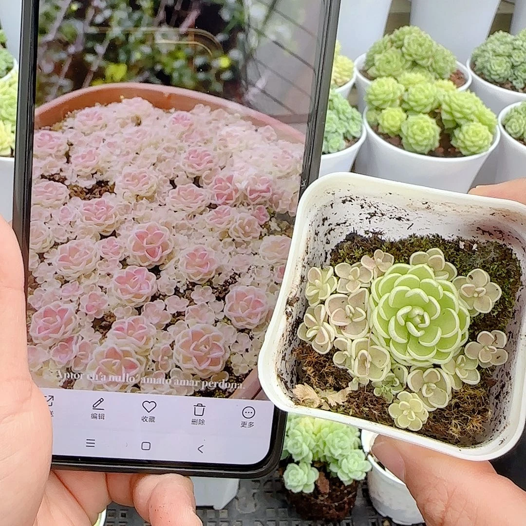 【闪购商品】0928-13爱丽丝