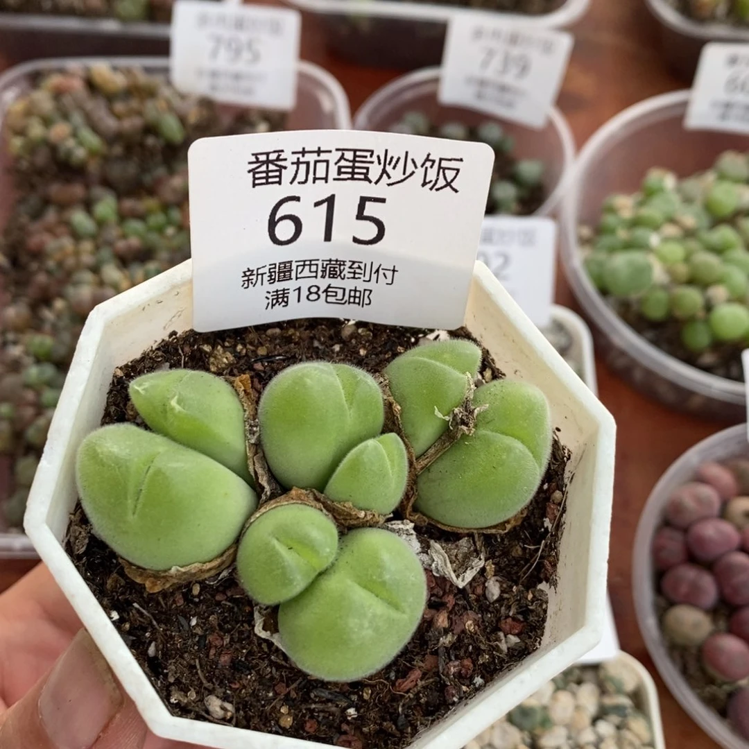 感谢您的光临，00615