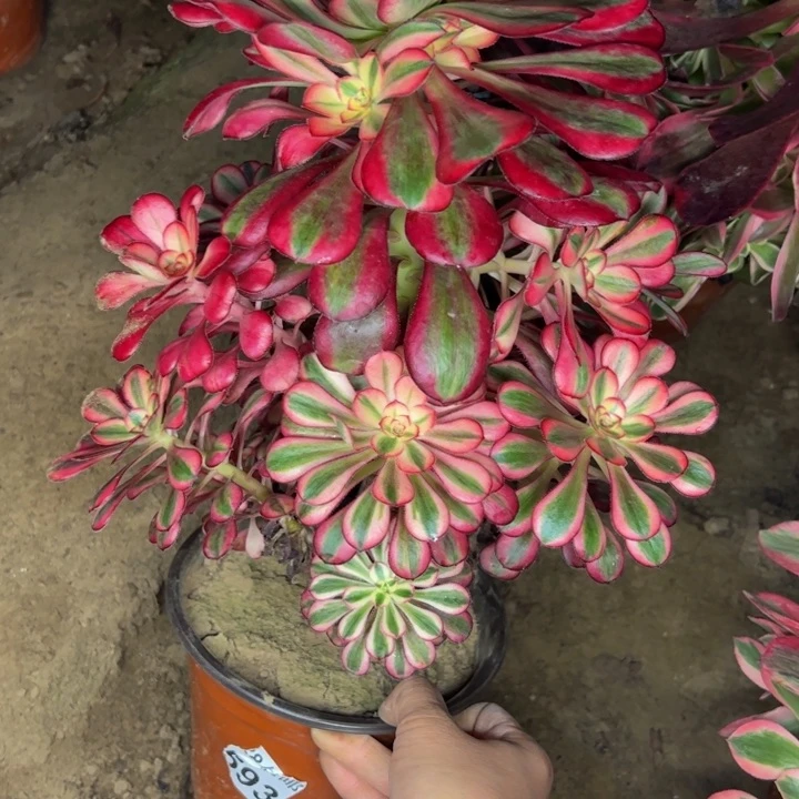 7089香奈儿多肉植物