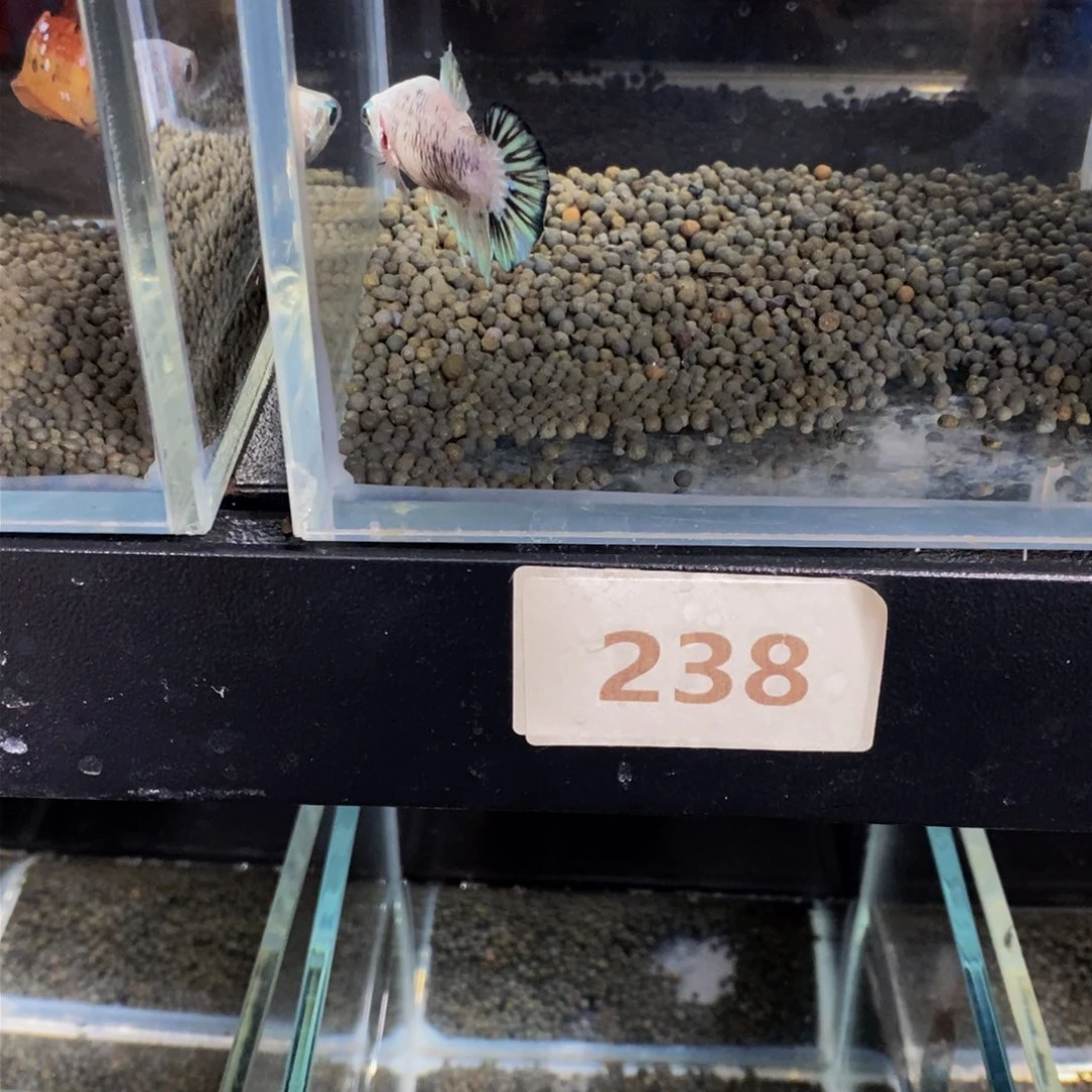 热带鱼公238橘****~巨斗