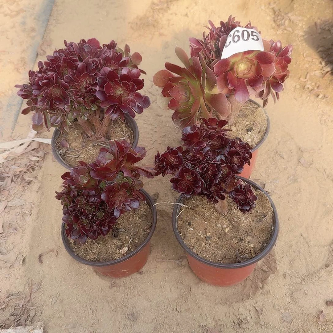 605火玫瑰微瑕共4颗