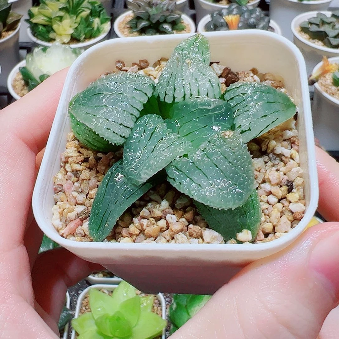 福利，天空之镜，8.8，666