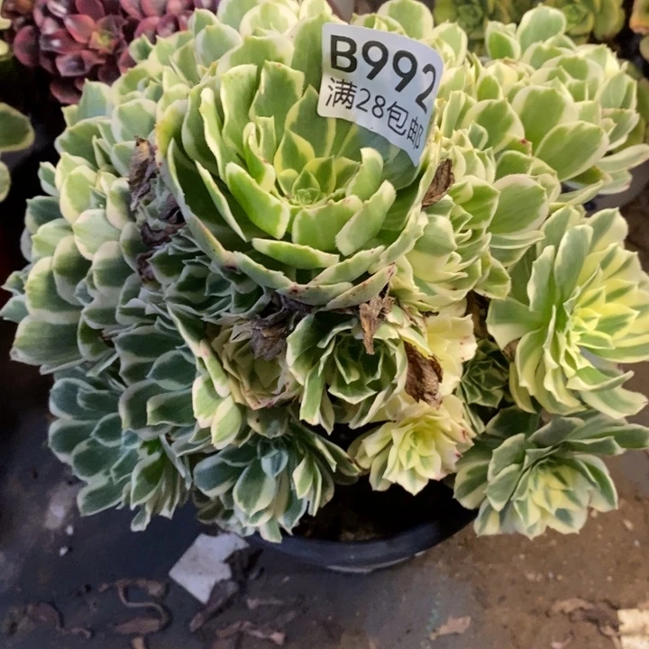 迈巴赫多肉断头不包992