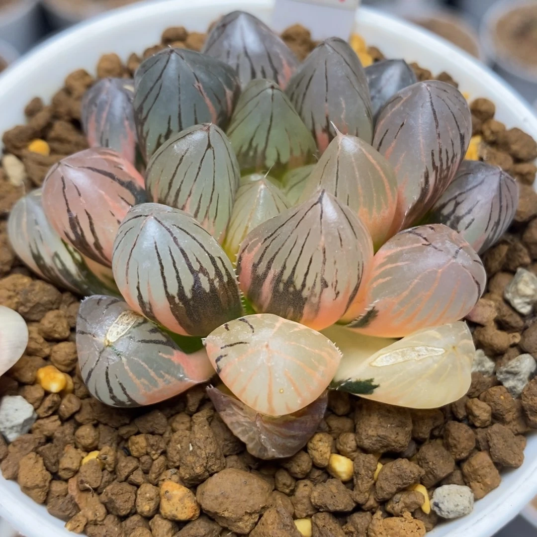 435om玉露锦一物一拍