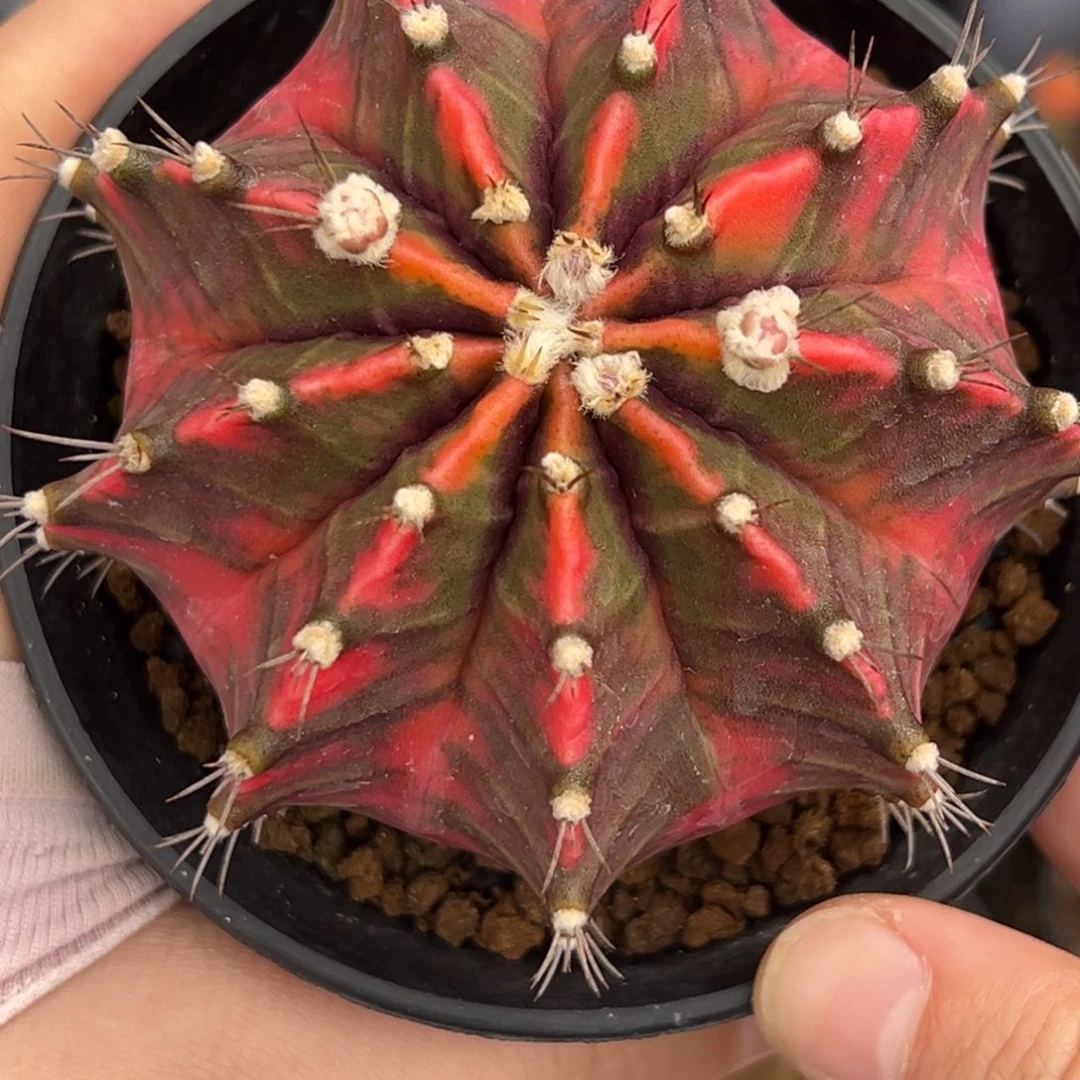 自****族泰系实生豪臀米哈锦179