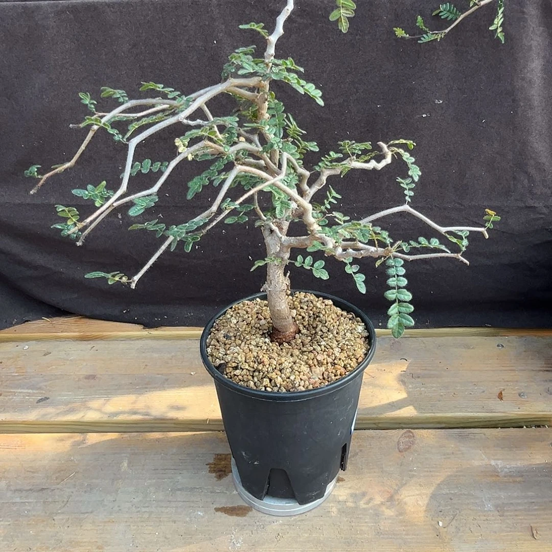 潮流植物滔天橄榄6