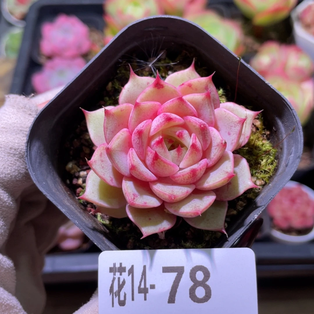 花利美14-78苯巴蒂斯