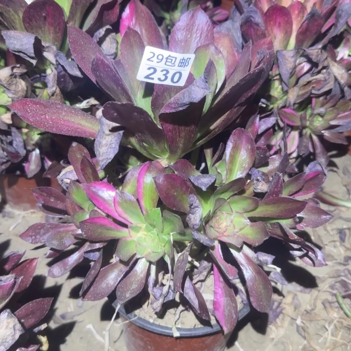 魅影七彩……不包断枝……