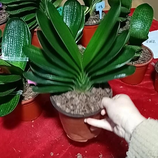 完全开放君子兰麻脸苗