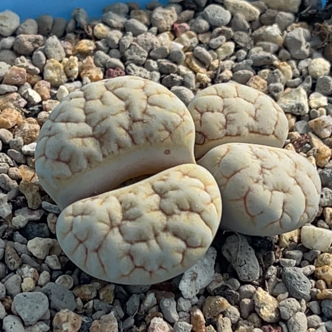 3402双头金色铁189一颗