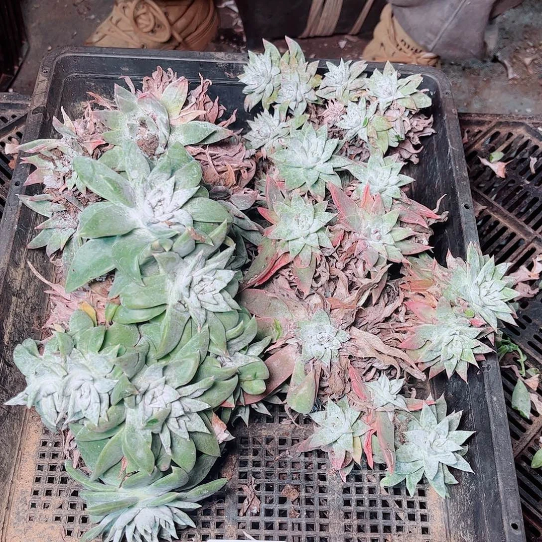 5426筐拍瑕疵不售后