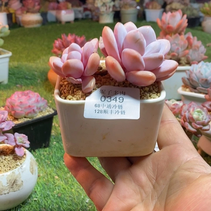 杨***九0349啊啊啊啊啊啊啊啊啊啊啊