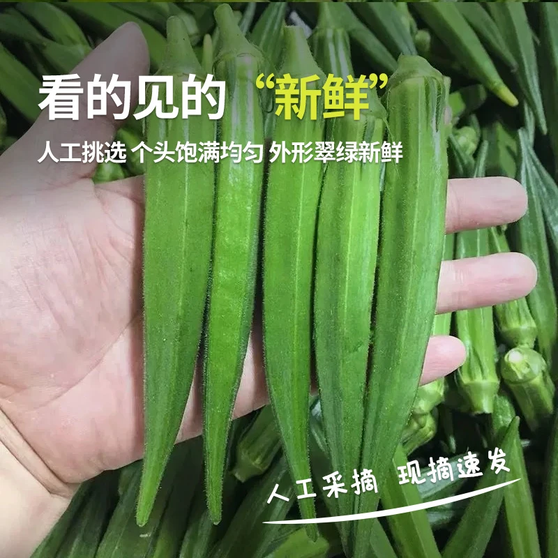 云南高山秋葵时令新鲜蔬菜现采现发羊角秋葵产地直发整箱包邮