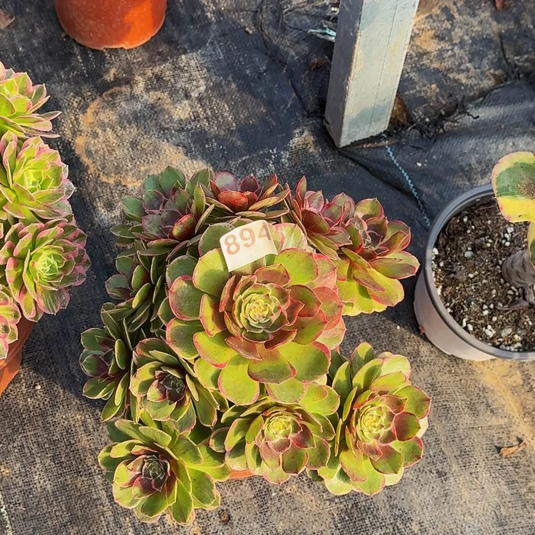 894粉花妖冠服28公分