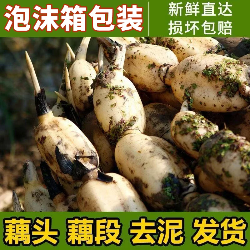 2025秋季脆藕嫩藕新鲜莲藕新花藕现挖青泥巴莲藕当季蔬菜脆爽莲菜