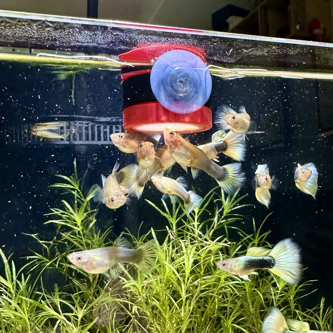 鱼缸丰年虾喂食悬浮飘散孔雀鱼观赏鱼小型圈投食器丰年虾喂食器