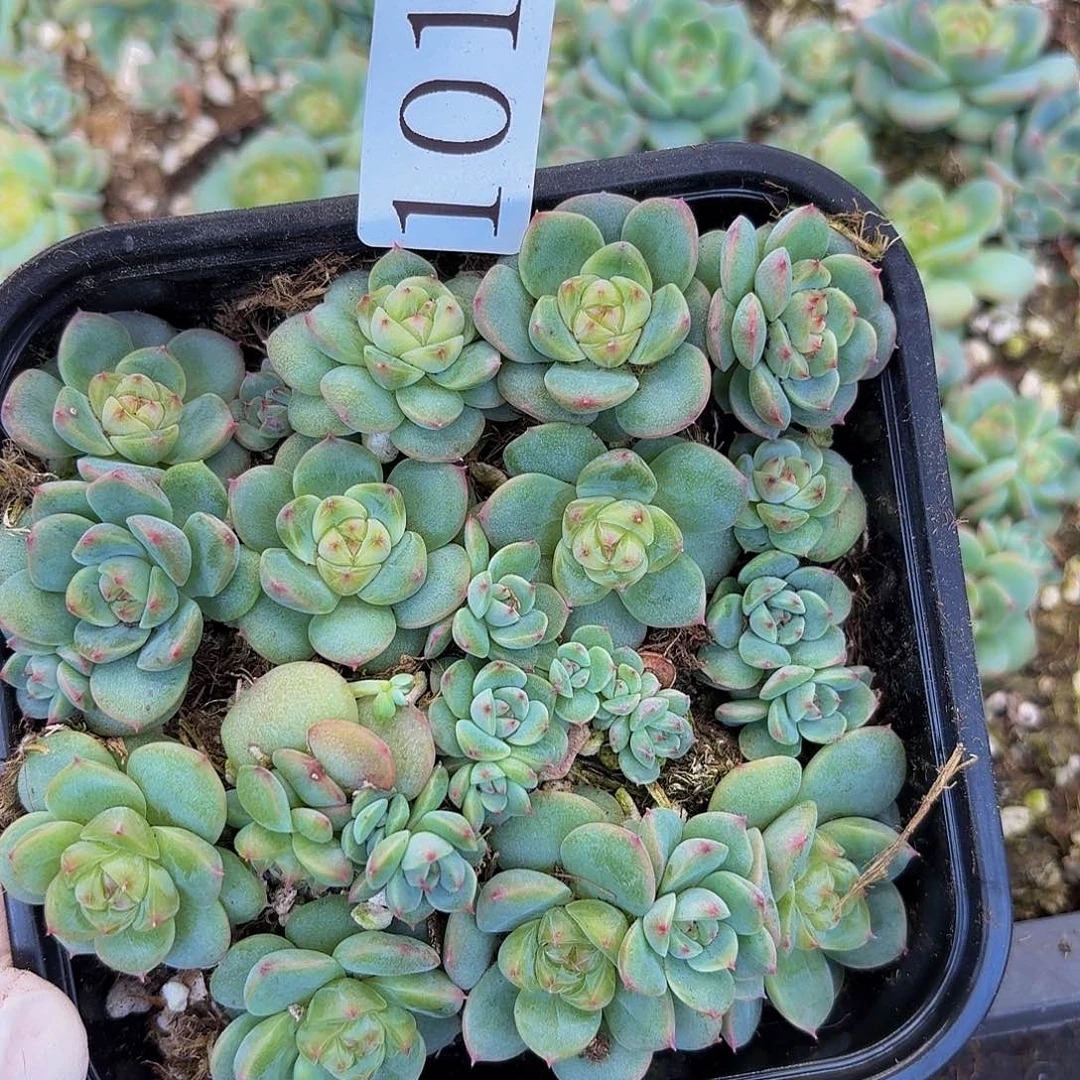 多肉植物多肉植物1015