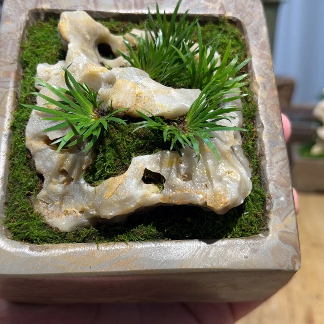 梦***塘石头花盆➕附石菖蒲