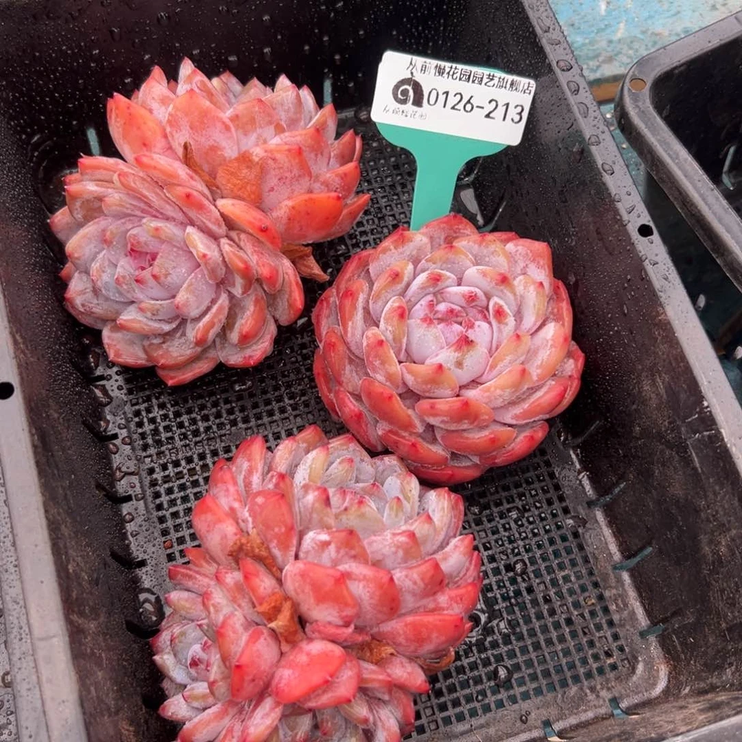 多肉一物一拍0126-213