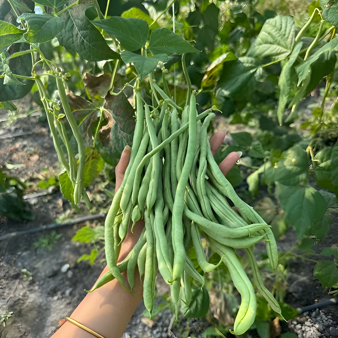 【早市常】新鲜无筋豆架豆王现摘四季豆