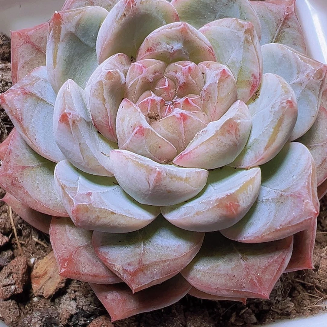 流沙珍妮19包邮多肉植物