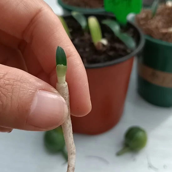 碧***天无花朵特色花卉君子兰小苗
