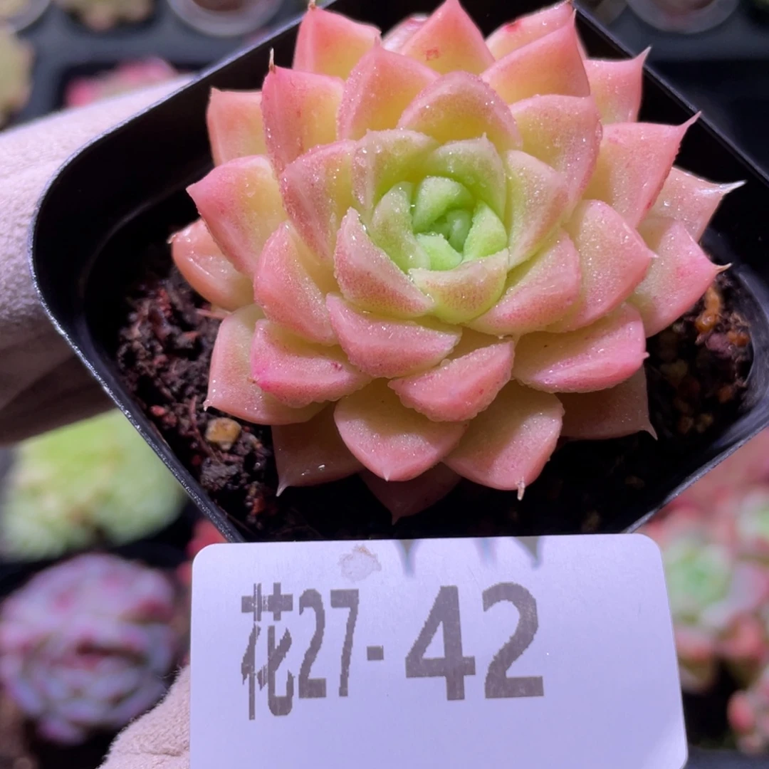 花利美27-42迈凯伦