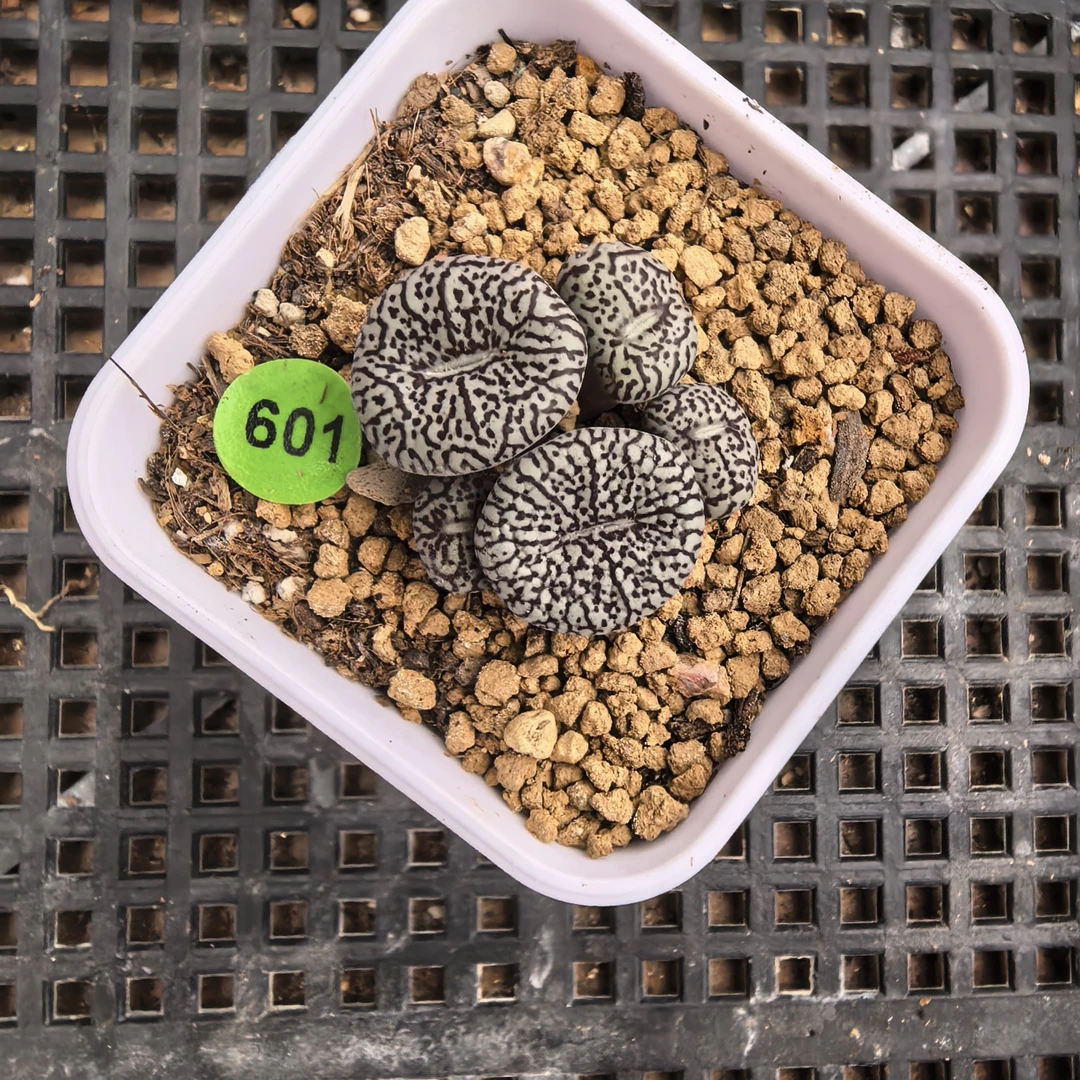 超墨5头带盆多肉601