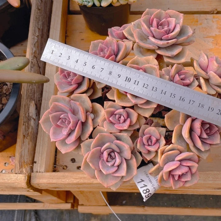 小*?谢谢你的支持00000001189