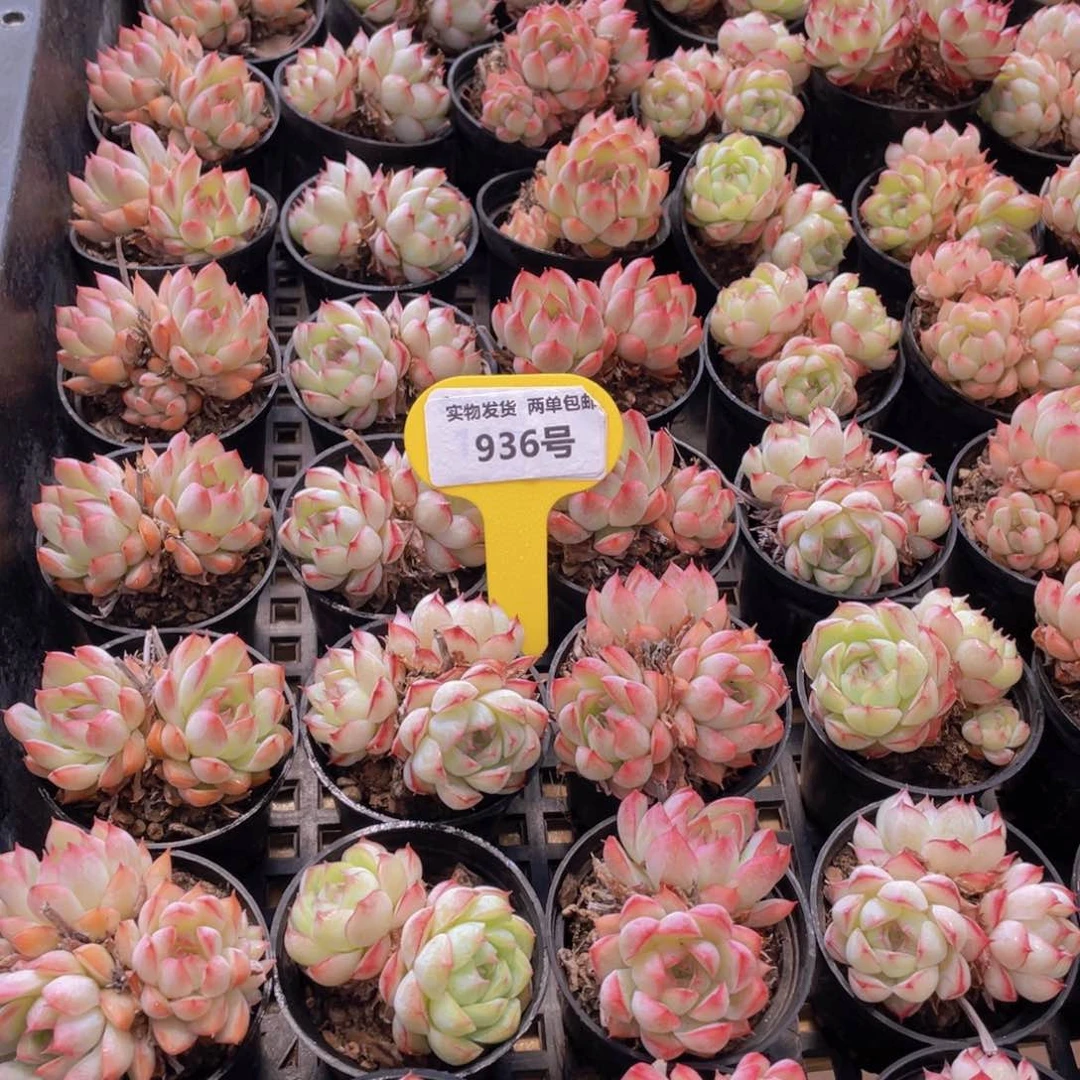 936号 开播福利女王双头起2个发性状不一样