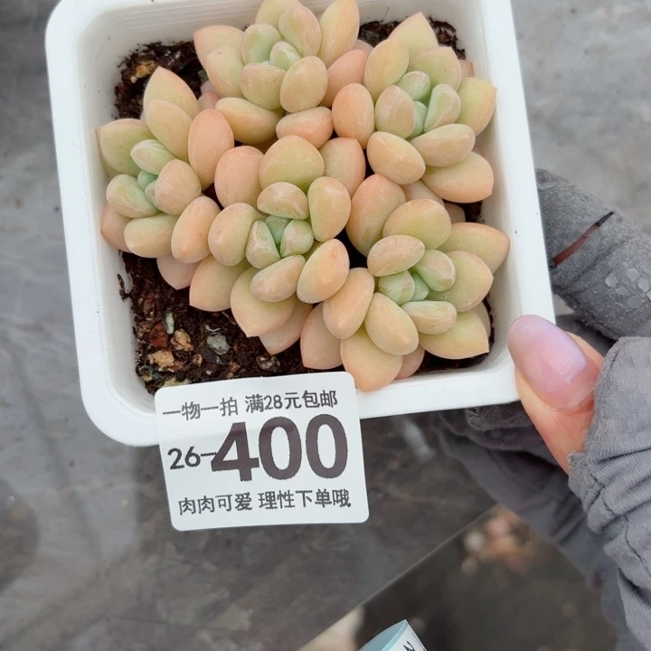 泡泡糖多肉无盆土发货