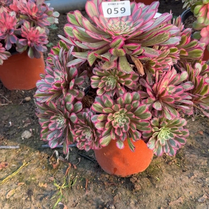 勿***扰059白月光。多肉植物