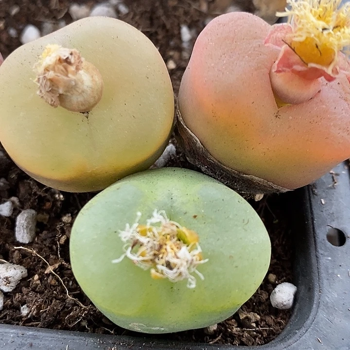 6106三颗大颗一组。