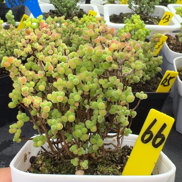 66号彩色蜜橘 一物一拍