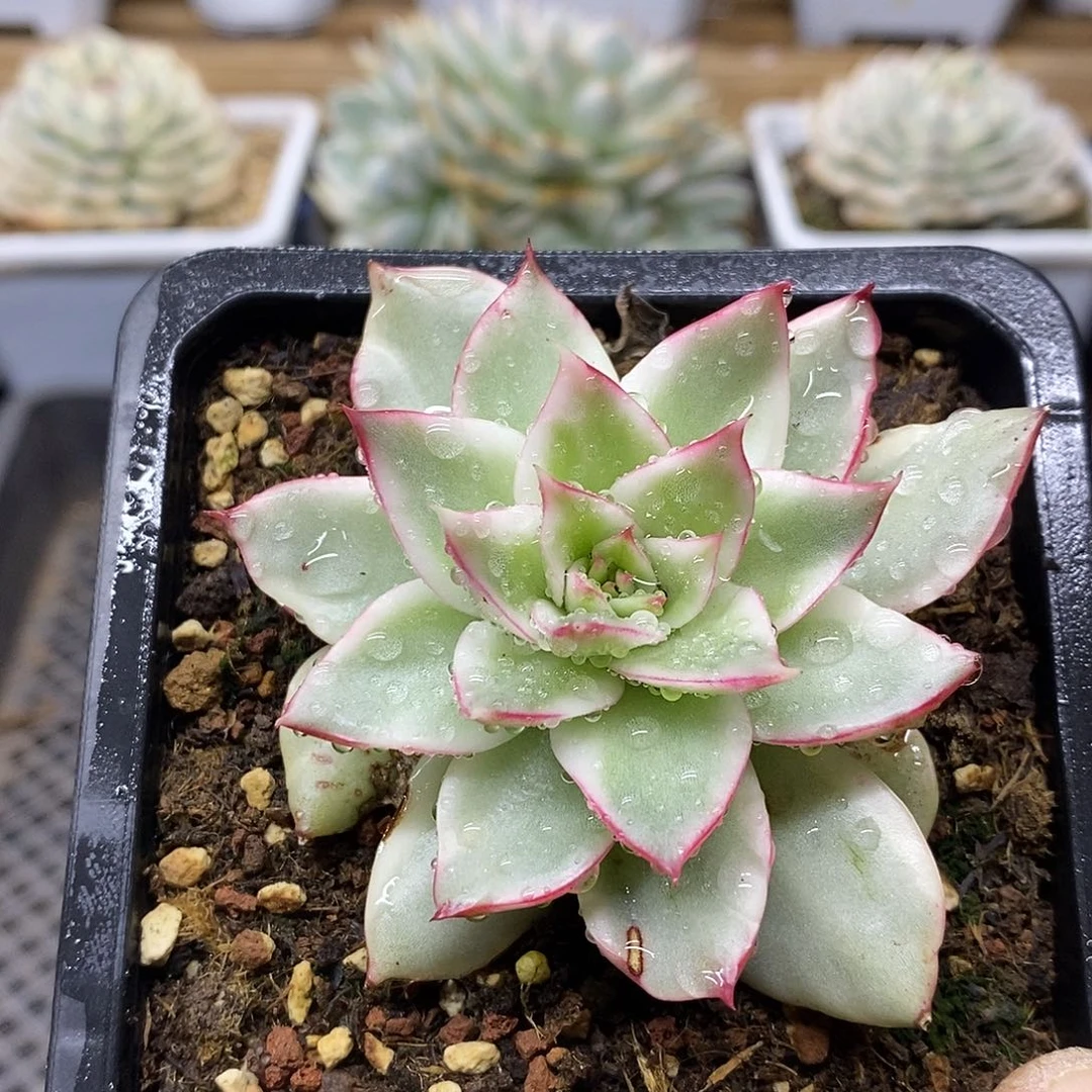 1253 吉赛尔覆轮锦 需延时发货