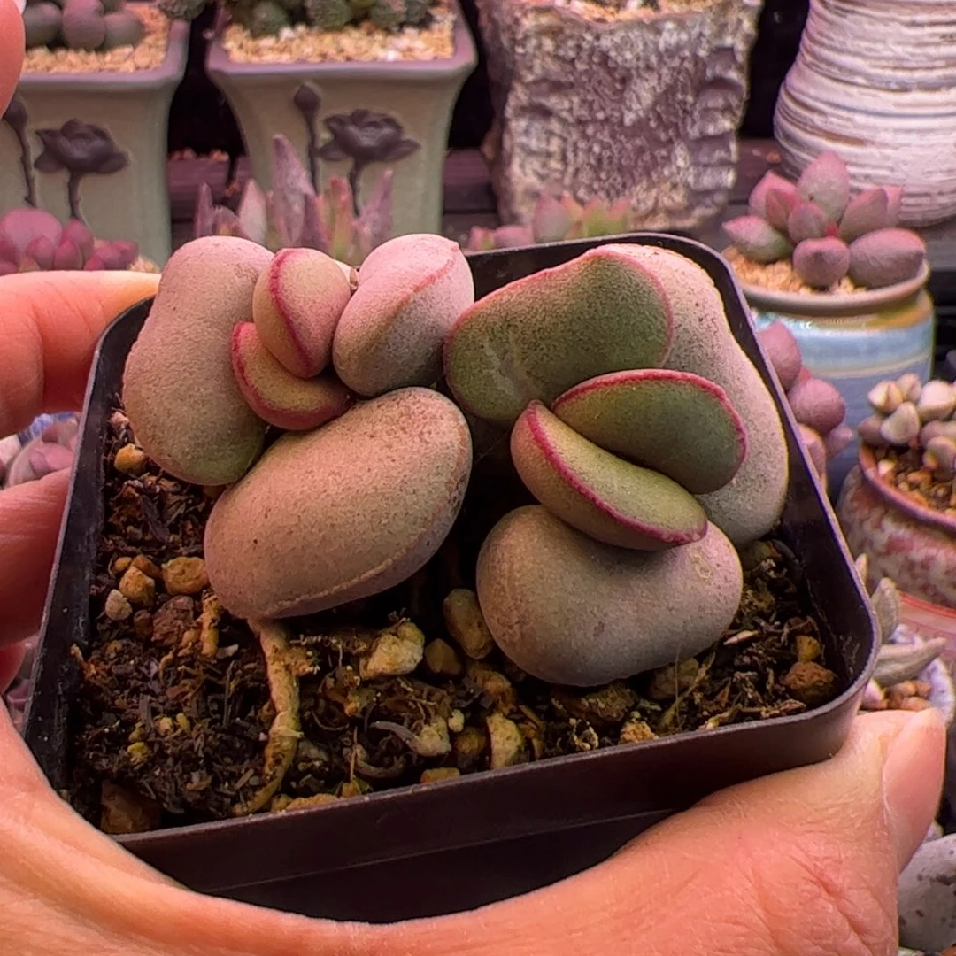 白肌红蛋。