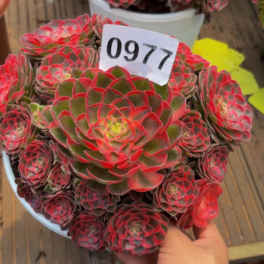 0977多肉植物半糖