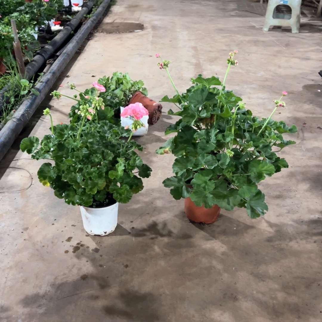 水***檬完全开放罗莎加857