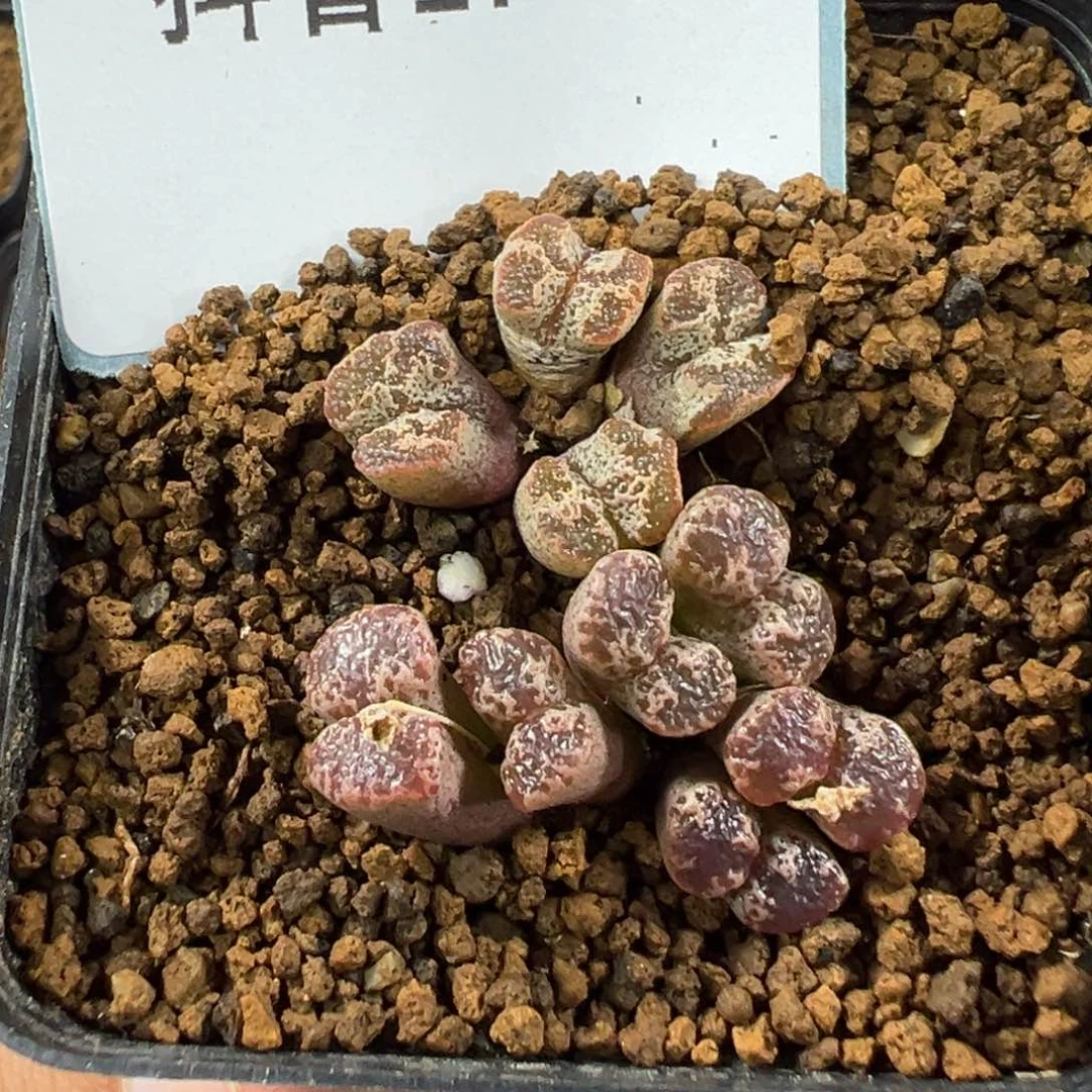 17-61肉锥多肉植物