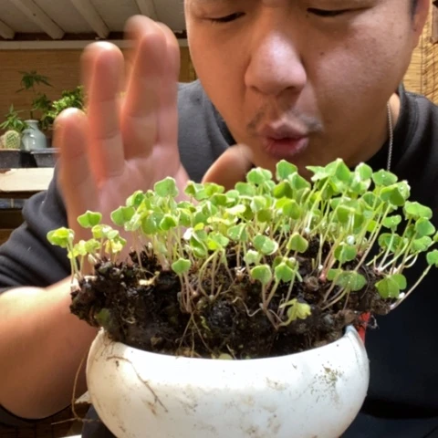 红陶?****一物一拍所见即所得140