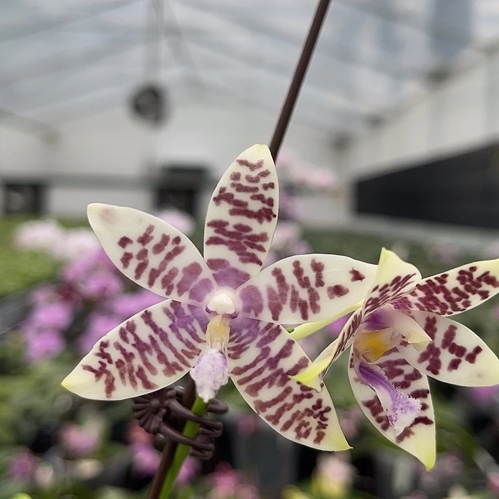 当前无花栽培后可以开花jg2349 727