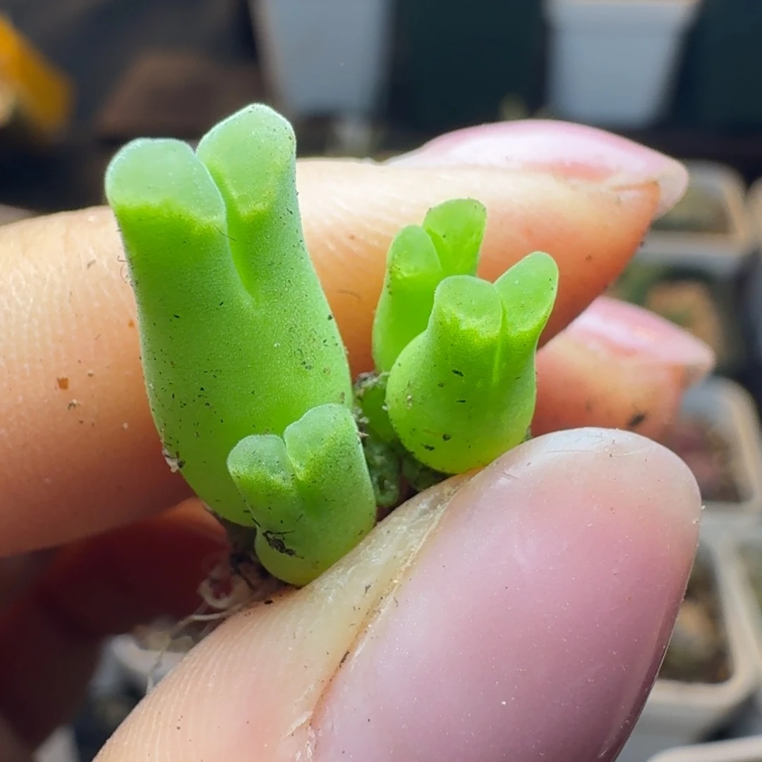 姬**君792两颗00000000000000